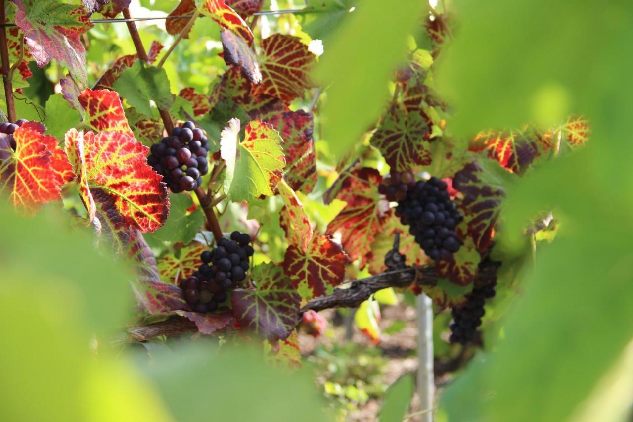 Enjoy En Champagne Maison Calme Au Milieu Du Vignoble Avec Parking Gratuit Dormans Exterior foto